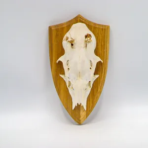 Trofeu de vânătoare, os de căprior pe bază de lem în stil rustic Decoratiuni