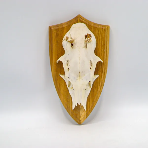 Trofeu de vânătoare, os de căprior pe bază de lem în stil rustic Decoratiuni