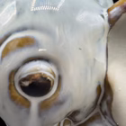 Figurină Vintage din Ceramică Glazurată – Elefant Decorativ de Colecție Bibelouri